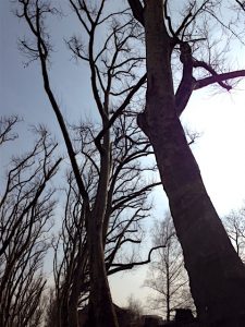 Kahle Baumstämme, Bäume einer Allee, von unten fotografiert mit blauem Himmel