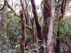 Bemooste knorrige Bäume in einem Urwald auf Gomera